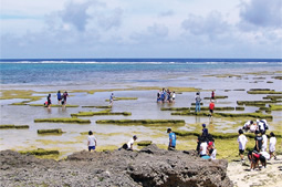 潮が引いているときはリーフトレイルで生き物観察