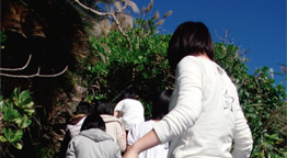 海岸植物のあいだを歩く