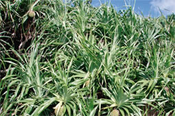 海岸に生い茂る“アダン”