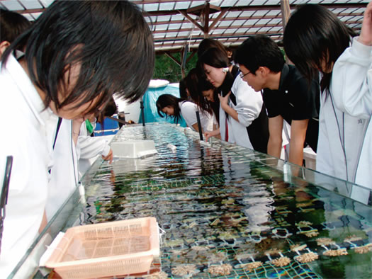 育成中のサンゴ株の見学