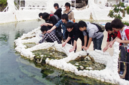 施設内には大きな池がいくつかあり、水面から成長したサンゴやそこに住む魚などを観察できます