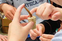 サンゴ株株分け体験