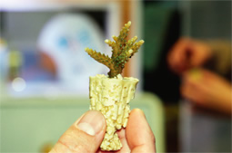 植え付けのためのサンゴ株