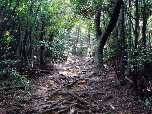 山の中の小道を頂上めざして歩く
