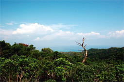 頂上からサンゴ礁の海を望む