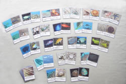 出会いはサンゴ礁ダイバーシティ