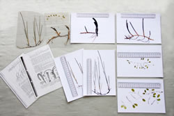 シーグラス(ジャングサ)リサーチ