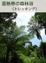 亜熱帯の森林浴 トレッキング