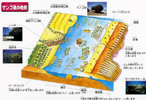 沖縄の海、サンゴ礁の地形